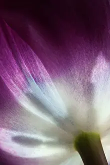Prince: Tulip, Tulipa Purple prince, Very close view of