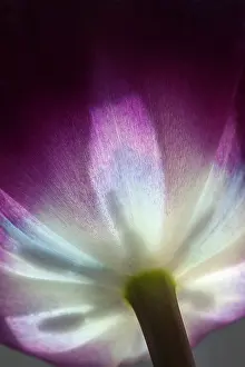 Prince: Tulip, Tulipa Purple prince, Very close view of