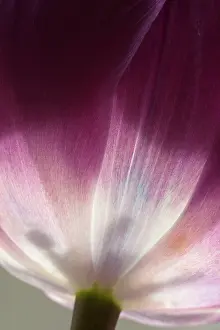 Prince: Tulip, Tulipa Purple prince, Very close view of