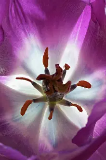 Prince: Tulip, Tulipa Purple prince, Very close view of