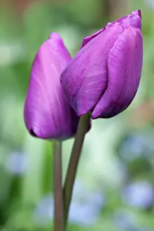 Prince: Tulip, Tulipa Purple prince, Side view of two