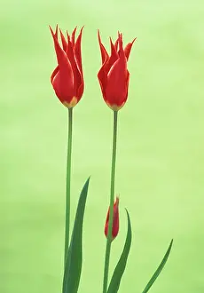 Sheba: Tulip