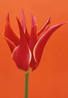Sheba: Tulip