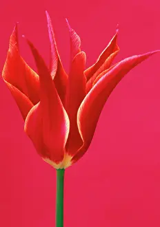 Sheba: Tulip