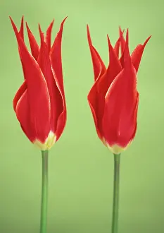 Sheba: Tulip