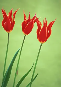 Sheba: Tulip