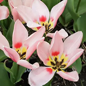 Peach: Tulip, Tulipa Rosy dream, Top view of three fully