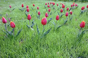 Crimson: Tulip, Tulipa schrenkii, Several crimson flowers