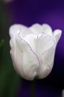 Shirley: Tulip