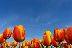 Lens: Tulip (Tulipa sp) in field, The Netherlands, Noord-Holland