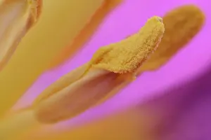 Lincolnshire: Tulip
