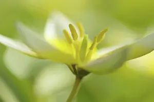 Tarda: Tulip