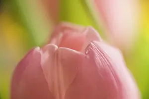 Droplet: Tulip, Tulipa, Tip of a pink flwer with a droplet