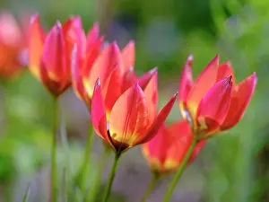 Zwick: Tulip (Tulipa) variety Little Princess. Germany