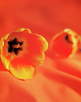 Laid: Tulip, Tulipa, Side view of two flowerheads laid