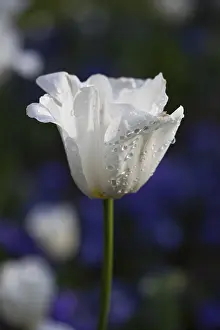 Drop: Tulip, Tulipa, Side view of white coloured flower