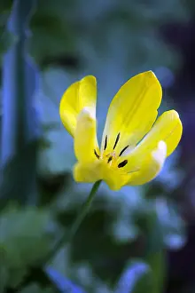 Tulip: Tulip, Tulipa, Side view of yellow coloured flower