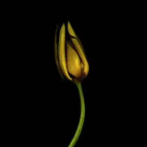 Condolence: Tulip