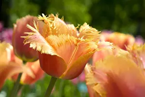 Storage: Tulip Valbella in bloom in a garden