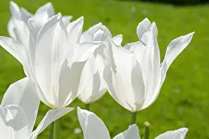 Storage: Tulip White Triumphator in bloom in a garden