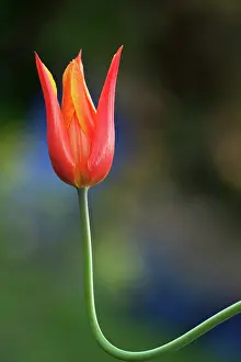 Ballerina: Tulip