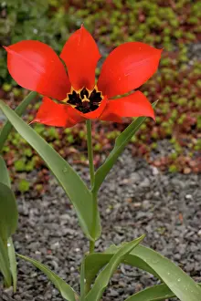 Adjacent: Tulipa eichleri - rare tulip from Georgia and adjacent