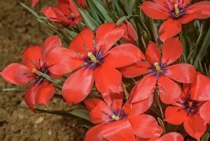 Scarlet: Tulipa linifolia Scarlet, in cultivation