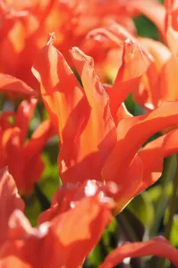 Tulipa: Tulipa Rigas Barikades, Tulipa Rigas Barikades