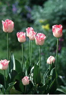 Ardea London: TULIPS
