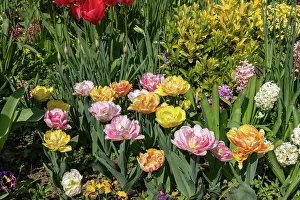 Vilaine: TULIPS
