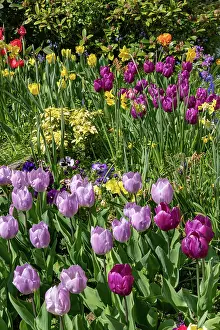 Vilaine: TULIPS