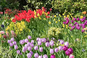 Vilaine: TULIPS