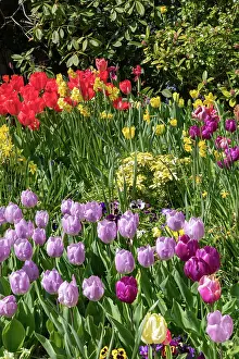 Vilaine: TULIPS