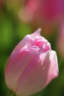 Connie: Tulips abound in Keukenhof Gardens, Holland