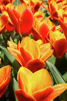 Connie: Tulips abound in Keukenhof Gardens, Holland
