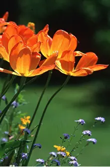 David C Dixon: TULIPS - backlit and fully open, colour Harmony