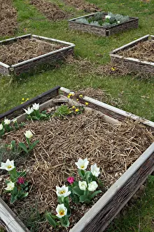 Manuring: Tulips in bloom with horse manuring in a garden