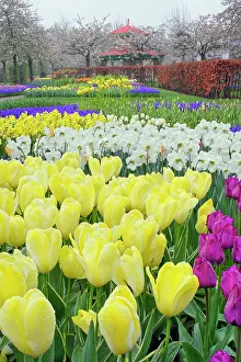 Hyacinth: Tulips, daffodils, and Grape Hyacinth flowers