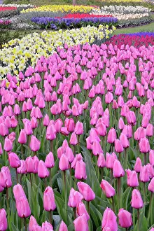 Daffodils: Tulips and daffodils, Keukenhof Gardens