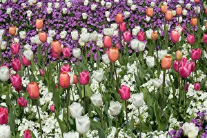 Hortensis: Tulips - a field of pink and white Tulips mixed