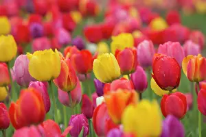 Tulips: Tulips - flowering field - Germany