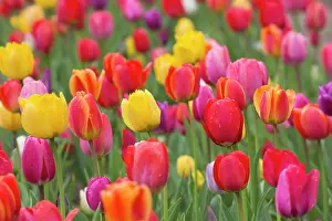 140821: Tulips - flowering field - Germany