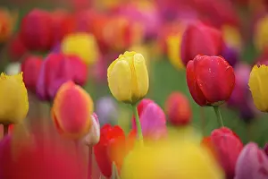 140821: Tulips - flowering field - Germany
