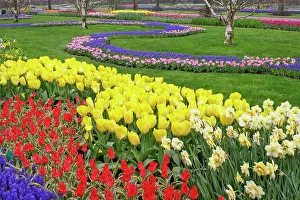 Lisse: Tulips, Grape Hyacinth, and Daffodils, Keukenhof