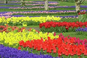 Hyacinth: Tulips, Grape Hyacinth, and Daffodils, Keukenhof
