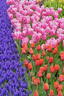 Lisse: Tulips and Grape Hyacinth flowers, Keukenhof