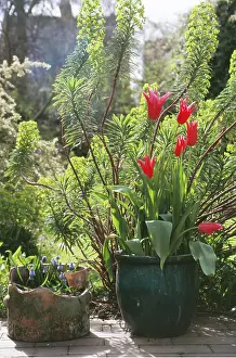Pots: TULIPS & GRAPE HYACINTH - in pots