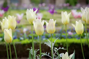 Marais: Tulips growing in the garden of Hotel Carnavalet
