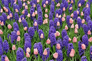 Hyacinth: Tulips and hyacinth flowers, Keukenhof Gardens