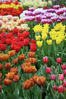 Connie: Tulips, Keukenhoff Gardens, Netherlands